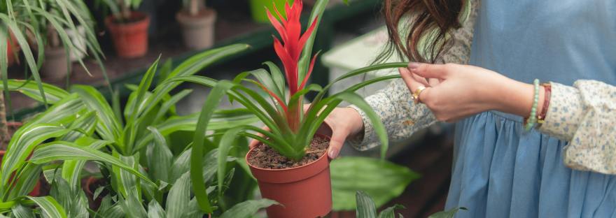 Women taking nurturing her plants and her career